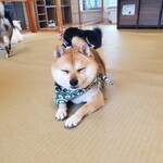 鎌倉乃豆柴カフェ - 