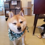 鎌倉乃豆柴カフェ - 