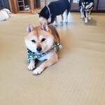 鎌倉乃豆柴カフェ - 