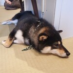 鎌倉乃豆柴カフェ - 