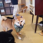 鎌倉乃豆柴カフェ - 