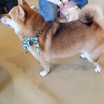 鎌倉乃豆柴カフェ - 