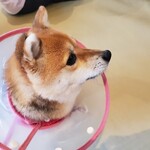 鎌倉乃豆柴カフェ - 