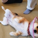 鎌倉乃豆柴カフェ - 