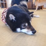 鎌倉乃豆柴カフェ - 