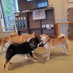 鎌倉乃豆柴カフェ - 