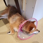 鎌倉乃豆柴カフェ - 