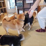 鎌倉乃豆柴カフェ - 