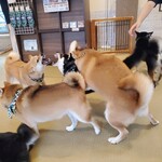 鎌倉乃豆柴カフェ - 