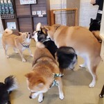 鎌倉乃豆柴カフェ - 