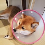 鎌倉乃豆柴カフェ - 