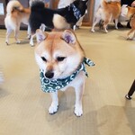 鎌倉乃豆柴カフェ - 