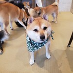 鎌倉乃豆柴カフェ - 