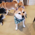 鎌倉乃豆柴カフェ - 