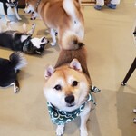 鎌倉乃豆柴カフェ - 