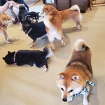 鎌倉乃豆柴カフェ - 