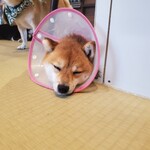 鎌倉乃豆柴カフェ - 