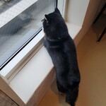 鎌倉乃豆柴カフェ - 