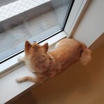 鎌倉乃豆柴カフェ - 