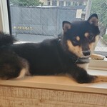 鎌倉乃豆柴カフェ - 