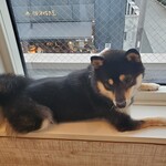 鎌倉乃豆柴カフェ - 