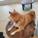 鎌倉乃豆柴カフェ - 