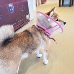 鎌倉乃豆柴カフェ - 