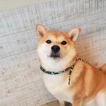 鎌倉乃豆柴カフェ - 