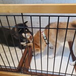 鎌倉乃豆柴カフェ - 