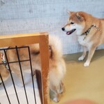 鎌倉乃豆柴カフェ - 