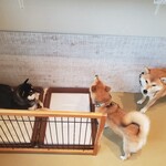 鎌倉乃豆柴カフェ - 