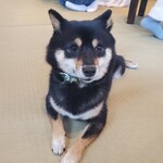 鎌倉乃豆柴カフェ - 