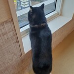 鎌倉乃豆柴カフェ - 