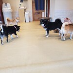 鎌倉乃豆柴カフェ - 