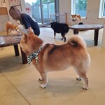 鎌倉乃豆柴カフェ - 