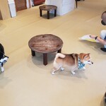 鎌倉乃豆柴カフェ - 