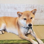 鎌倉乃豆柴カフェ - 