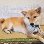 鎌倉乃豆柴カフェ - 