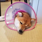 鎌倉乃豆柴カフェ - 