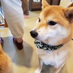 鎌倉乃豆柴カフェ - 