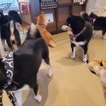 鎌倉乃豆柴カフェ - 