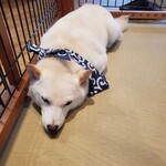 鎌倉乃豆柴カフェ - 