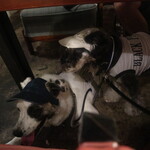 アナログ - 店内ペット可です♪