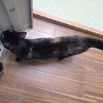 こおりやま駅前サウナ24 - なつ「ｸﾝｶｸﾝｶ」