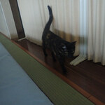 こおりやま駅前サウナ24 - なつ「ねてるひとをおこしにきたニャン♪」