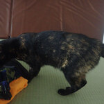 こおりやま駅前サウナ24 - なつ「おもちゃニャンの？くわえてもってこ〜」※とりあいになりましたミャ