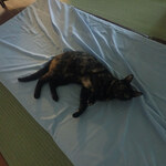 こおりやま駅前サウナ24 - なつ「パトロールつかれたニャン」