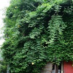 スパイスカフェ - 