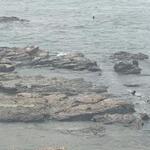 まるは食堂旅館 - 