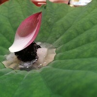 にくの匠 三芳 - 